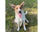 Adopt Junie a Cattle Dog