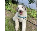Adopt Belly a Sheep Dog