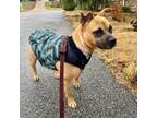 Adopt Inez a Mixed Breed