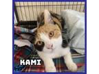 Adopt Kami a Domestic Medium Hair
