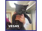 Adopt Vegas a Domestic Short Hair
