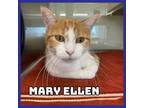 Adopt Mary Ellen a Domestic Short Hair