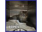 Adopt Dopey a Domestic Long Hair