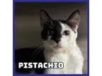 Adopt Pistachio a Domestic Short Hair