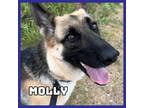 Adopt Molly a German Shepherd Dog