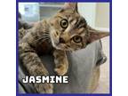 Adopt Jasmine a Domestic Short Hair