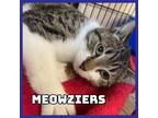 Adopt Meowziers a Domestic Short Hair