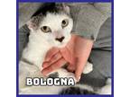 Adopt Bologna a Domestic Short Hair