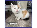 Adopt Venus a Domestic Medium Hair