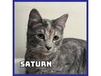 Adopt Saturn a Domestic Short Hair