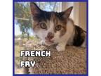 Adopt French Fry a Domestic Short Hair