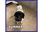 Adopt Summer a German Shorthaired Pointer