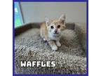 Adopt Waffles a Domestic Medium Hair