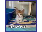 Adopt Pinky Pie a Domestic Medium Hair