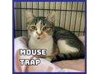Adopt Mouse Trap a Domestic Short Hair