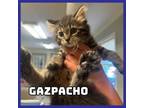 Adopt Gazpacho a Domestic Short Hair
