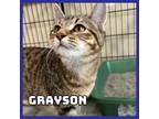 Adopt Grayson a Domestic Short Hair
