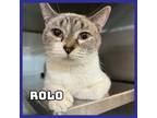 Adopt Rolo a Domestic Short Hair