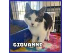 Adopt Giovanni a Domestic Medium Hair