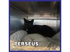 Adopt Perseus a Domestic Short Hair