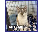 Adopt Rutabaga a Domestic Short Hair