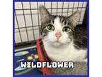 Adopt Wildflower a Domestic Short Hair