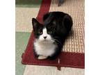 Adopt Vixen a Domestic Short Hair