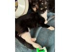 Adopt McKinley a Domestic Short Hair