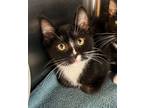 Adopt Everest a Domestic Short Hair