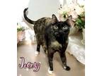 Adopt Josey 30197 a Domestic Short Hair