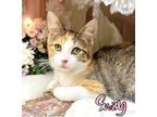 Adopt Suzy 30044 a Domestic Long Hair