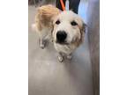 Adopt Lola 119337 a Great Pyrenees