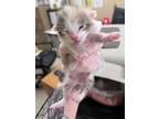 Adopt Lioness 123663 Pc a Domestic Short Hair