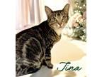 Adopt Tina 124705 a Domestic Short Hair