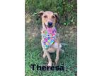 Adopt Theresa 31161 a Australian Cattle Dog / Blue Heeler, Mixed Breed