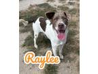Adopt Raylee 119036 a Pit Bull Terrier, Mixed Breed