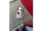 Adopt Betty a Australian Shepherd, Mixed Breed