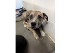 Adopt Wilma a Australian Shepherd, Mixed Breed