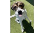 Adopt Dolores a Labrador Retriever, Hound