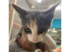 Adopt Sierra Mist a Domestic Short Hair