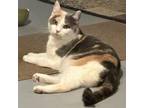 Adopt Mia a Domestic Short Hair