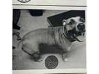 Adopt Sierra a Pit Bull Terrier, American Staffordshire Terrier