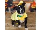 Adopt Etsy a Pit Bull Terrier, American Staffordshire Terrier