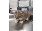 Adopt Maxine a Domestic Short Hair