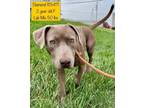 Adopt Diamond a Labrador Retriever, Hound