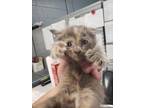 Adopt Ruby a Domestic Short Hair