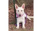 Adopt Valley a German Shepherd Dog, Mixed Breed