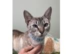 Adopt Colette a Siamese, Domestic Short Hair