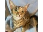 Adopt Elfie 081302N a Domestic Short Hair