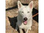 Adopt Skye 080701N a Husky, White German Shepherd